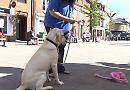 Guide dogs appeal for volunteers in Henley