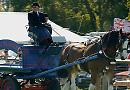Animal antics at the Henley Show