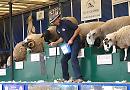 Sheep dance at Henley Show