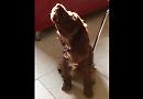 Penny's a four-legged singing star