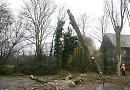 Museum's poplar trees chopped down