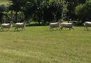 Sheep break free at Henley Sheepdog Trial