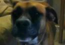 Week one - Singing dog