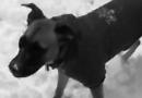 Week one - Dog in snow