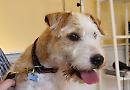 Rescued terrier is Henley's Top Dog