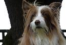 Meet one of Henley's Top Dogs!