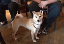 Pooches win prizes in Top Dog contest