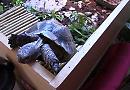 Teenager starts tortoise owners' club