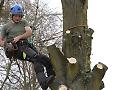 Historic tree felled at Townlands