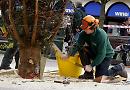 Henley's Christmas tree arrives