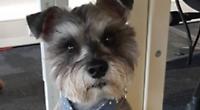 Bertie the Miniature Schnauzer proves miracles can and do happen