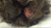 Dog owners told to watch out for ‘Rot’