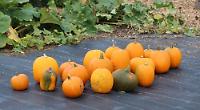 Pumpkin hunt