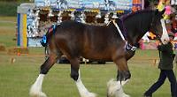 Fireworks noise made my horse shake with fright