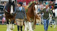 Fireworks noise made my horse shake with fright