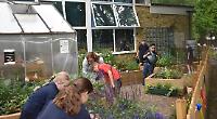 School turns ‘unloved’ area into fruit and veg garden