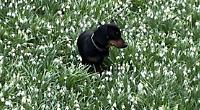 Snowdrops raise record amount