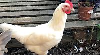 Poultry back at farm show after two-year suspension