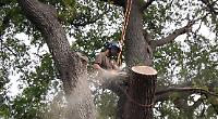 Tree surgeon team with wealth of experience