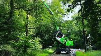 200 trees being felled due to ash dieback disease