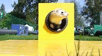 Watch ferrets race along an obstacle course and then meet them too