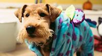 Terrier is tops as dogs take to catwalk for Halloween
