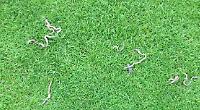 Mysterious death of earthworms after heavy rainfall