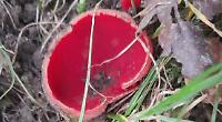 Scarlet fungus hidden in old wood and a beautiful but shy visitor