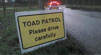 Thousands of spawning toads on Valentine’s night