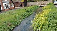 Babbling brook attracts wildlife after restoration