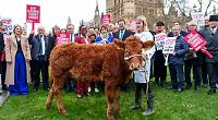 Farmer (and Vicky the cow) at tax protest
