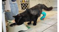 Cat has leg removed after hit and run on busy road