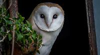 Wildlife photographer who ‘dares to dream’