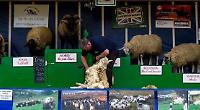 Lots to learn with ’dancing’ sheep and working dog demonstrations