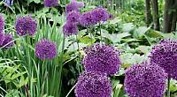 Enjoy nature’s time to plan your garden this autumn
