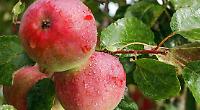 Now’s the time to plant fruit and treat the lawn before winter sets in