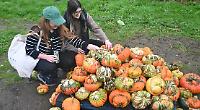 Pumpkin day and growing season hit by bad weather