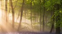Photographer shocked to win award for bluebells landscape