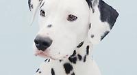 Pet photography studios are 'popping up'