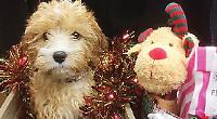 We have got a range of gifts for your pets