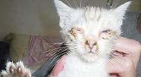 Breeder banned for neglect of cats