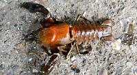 Mystery killer leaves hundreds of crayfish dead in Thames