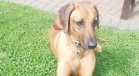 Gentle, loveable runaway