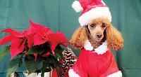 Peanut the energetic poodle loves walking