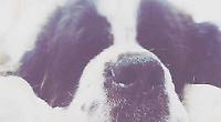 Sleepy, mud-loving dream dog