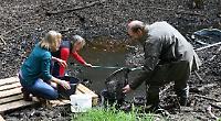 Tadpoles saved from pond where water is escaping