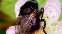How to be friendly to bees and why it matters