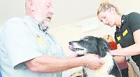 Get your dog chipped for free