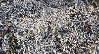 Fish killed by floods