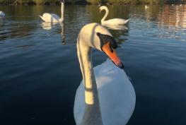 Avian flu suspected in death of swan near Caversham promenade